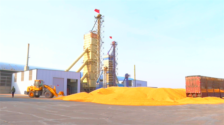 高台 农产品“链”上深加工提身价，粮食加工焕发新活力
