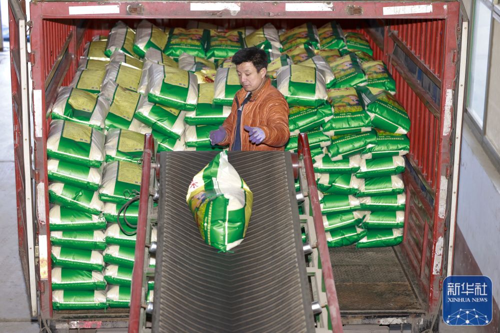 河北丰南 粮食生产加工忙，粮食加工产业跑出“加速度”